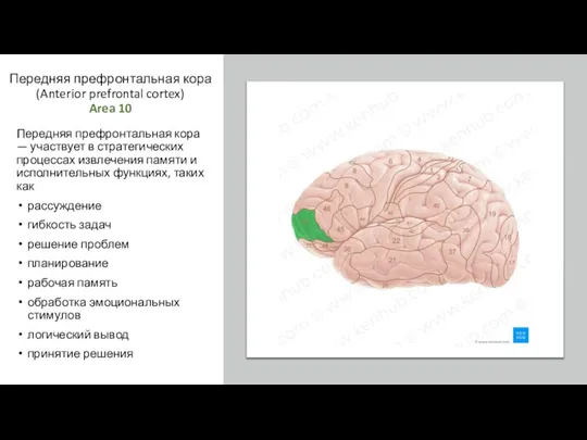 Передняя префронтальная кора (Anterior prefrontal cortex) Area 10 Передняя префронтальная кора