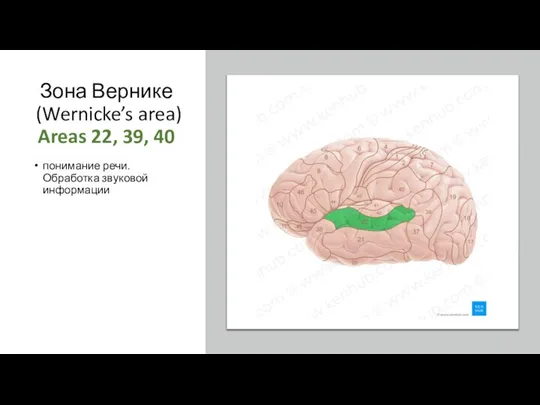 Зона Вернике (Wernicke’s area) Areas 22, 39, 40 понимание речи. Обработка звуковой информации