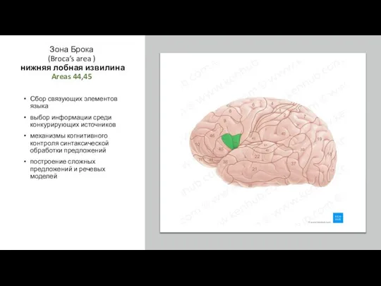 Зона Брока (Broca’s area ) нижняя лобная извилина Areas 44,45 Сбор
