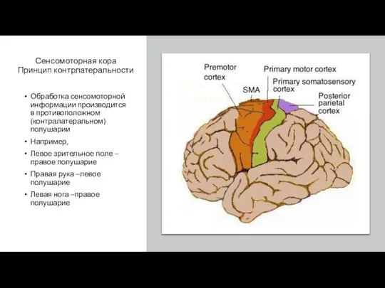 Сенсомоторная кора Принцип контрлатеральности Обработка сенсомоторной информации производится в противоположном (контралатеральном)
