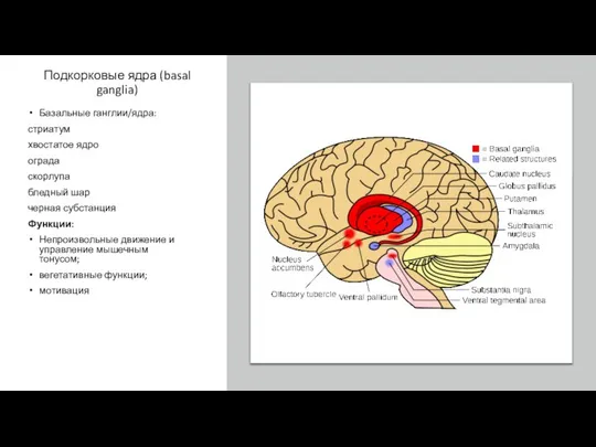 Подкорковые ядра (basal ganglia) Базальные ганглии/ядра: стриатум хвостатое ядро ограда скорлупа