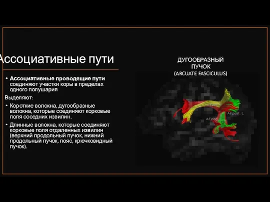 Ассоциативные пути Ассоциативные проводящие пути соединяют участки коры в пределах одного