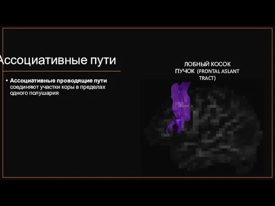 Ассоциативные пути Ассоциативные проводящие пути соединяют участки коры в пределах одного