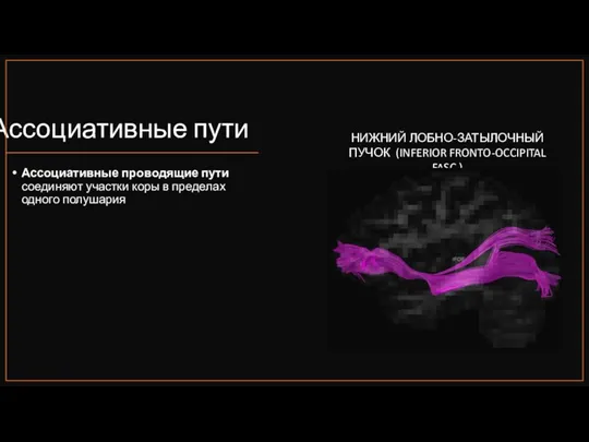 Ассоциативные пути Ассоциативные проводящие пути соединяют участки коры в пределах одного