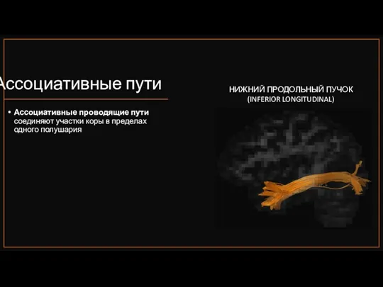 Ассоциативные пути Ассоциативные проводящие пути соединяют участки коры в пределах одного