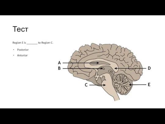 Тест Region E is _______ to Region C. Posterior Anterior