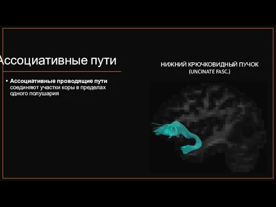 Ассоциативные пути Ассоциативные проводящие пути соединяют участки коры в пределах одного