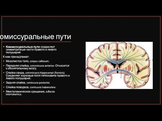 Комиссуральные пути Коммиссуральпые пути соединяют симметричные части правого и левого полушарий