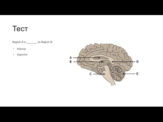 Тест Region A is _______ to Region B. Inferior Superior