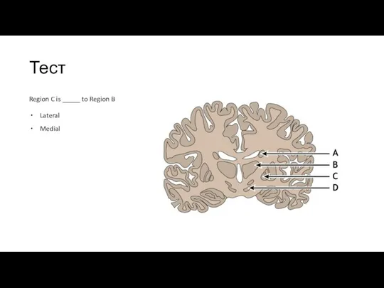 Тест Region C is _____ to Region B Lateral Medial