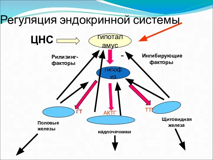 Регуляция эндокринной системы гипоталамус ЦНС + - Рилизинг- факторы Ингибирующие факторы