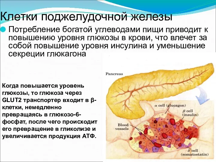 Клетки поджелудочной железы Потребление богатой углеводами пищи приводит к повышению уровня