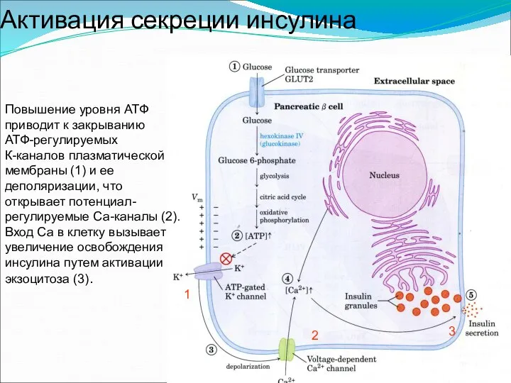Активация секреции инсулина Повышение уровня АТФ приводит к закрыванию АТФ-регулируемых К-каналов