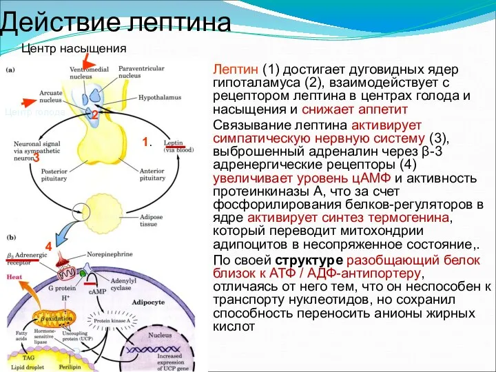 Действие лептина Лептин (1) достигает дуговидных ядер гипоталамуса (2), взаимодействует с