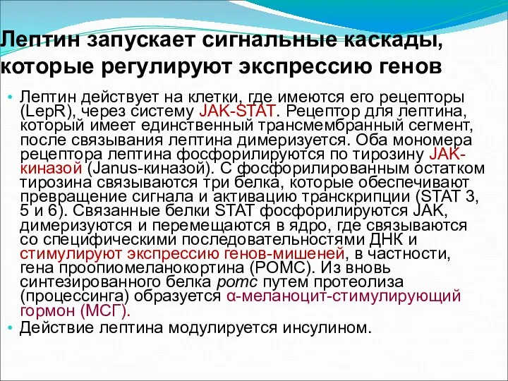 Лептин запускает сигнальные каскады, которые регулируют экспрессию генов Лептин действует на