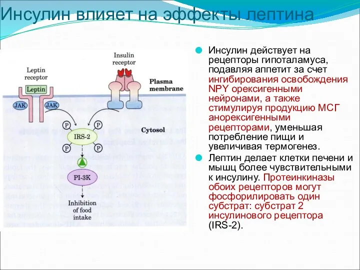 Инсулин влияет на эффекты лептина Инсулин действует на рецепторы гипоталамуса, подавляя