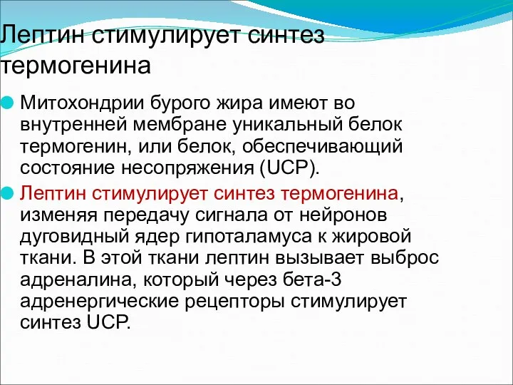 Лептин стимулирует синтез термогенина Митохондрии бурого жира имеют во внутренней мембране