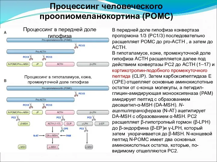 В передней доле гипофиза конвертаза прогормона 1/3 (PC1/3) последовательно расщепляет POMC