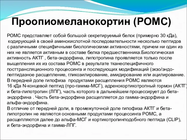 РОМС представляет собой большой секретируемый белок (примерно 30 кДа), кодирующий в