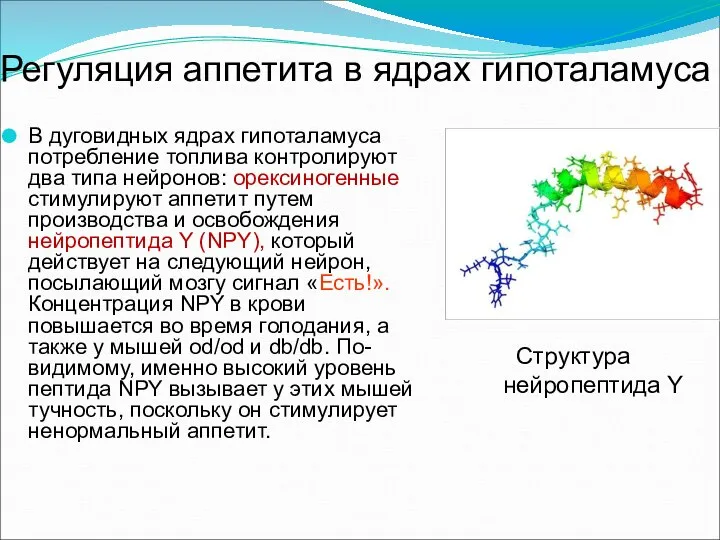 Регуляция аппетита в ядрах гипоталамуса В дуговидных ядрах гипоталамуса потребление топлива