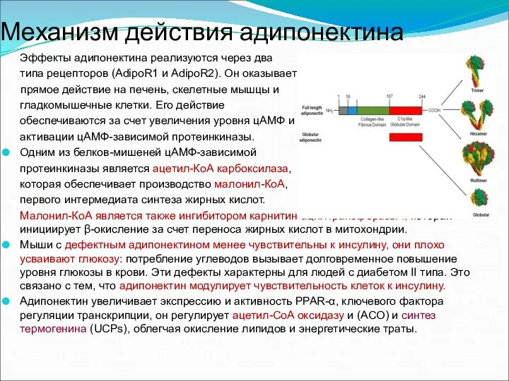 Механизм действия адипонектина Эффекты адипонектина реализуются через два типа рецепторов (AdipoR1