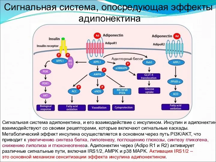 Сигнальная система, опосредующая эффекты адипонектина Сигнальная система адипонектина, и его взаимодействие