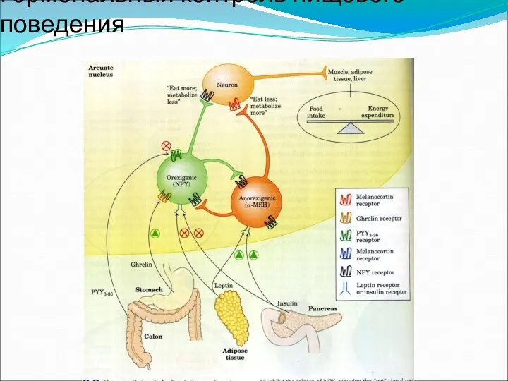 Гормональный контроль пищевого поведения