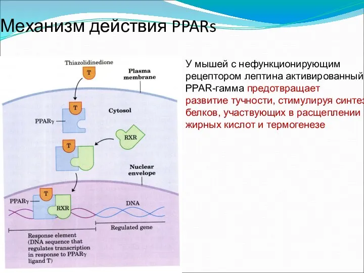 Механизм действия PPARs У мышей с нефункционирующим рецептором лептина активированный PPAR-гамма