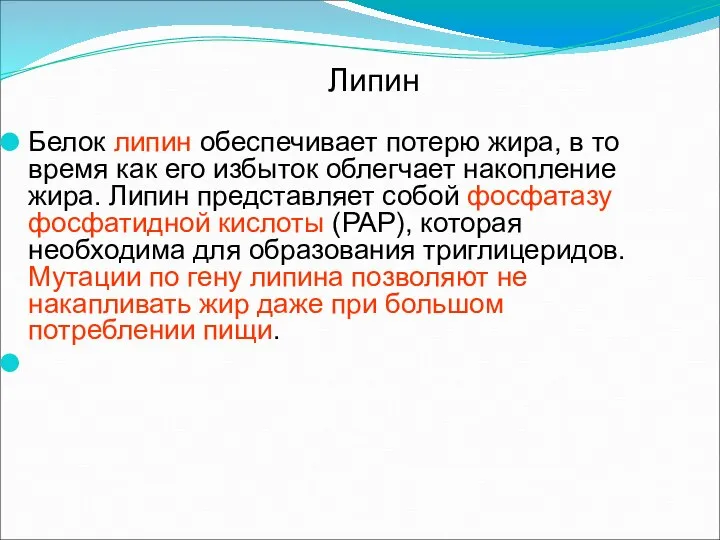 Липин Белок липин обеспечивает потерю жира, в то время как его