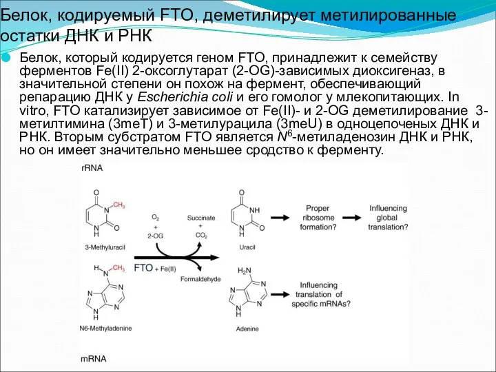 Белок, кодируемый FTO, деметилирует метилированные остатки ДНК и РНК Белок, который