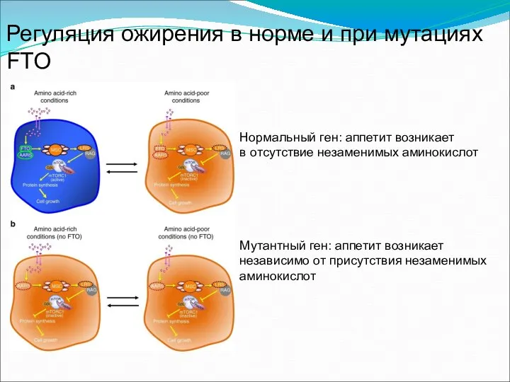 Регуляция ожирения в норме и при мутациях FTO Нормальный ген: аппетит