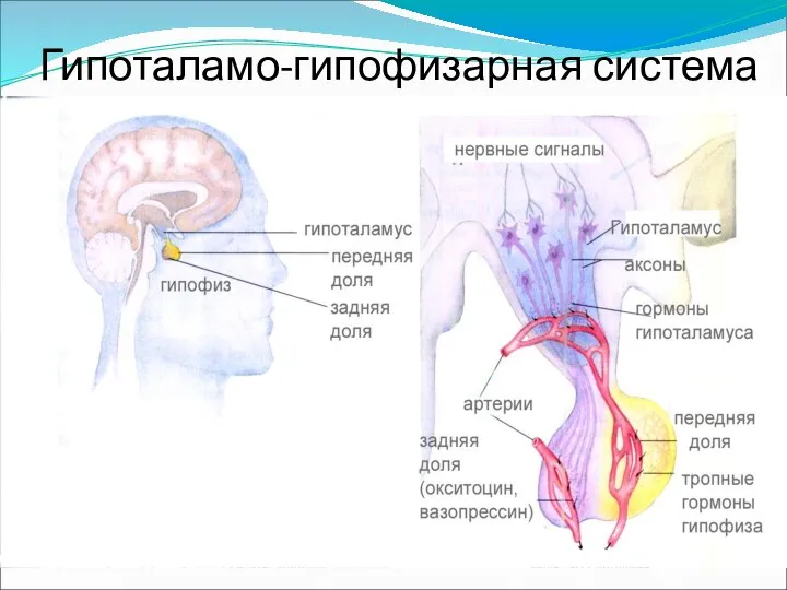 Гипоталамо-гипофизарная система