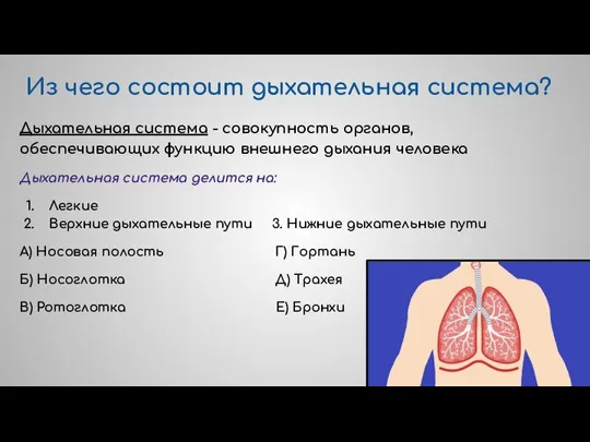 Из чего состоит дыхательная система? Дыхательная система - совокупность органов, обеспечивающих