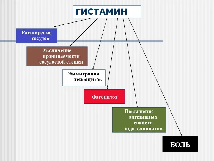 ГИСТАМИН Расширение сосудов Увеличение проницаемости сосудостой стенки Эммиграция лейкоцитов Фагоцитоз Повышение адгезивных свойств эндотелиоцитов БОЛЬ