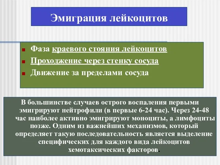 Эмиграция лейкоцитов Фаза краевого стояния лейкоцитов Проходжение через стенку сосуда Движение