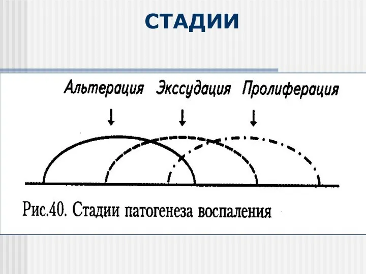 СТАДИИ