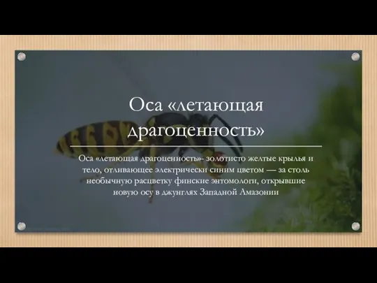 Оса «летающая драгоценность» Оса «летающая драгоценность»- золотисто желтые крылья и тело,