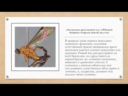 «Летающая драгоценность»: в Южной Америке открыли новый вид осы В природе