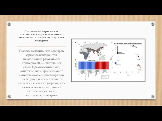 Спасти от вымирания: как геномное исследование поможет восстановить популяцию амурских леопардов