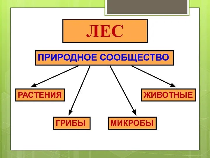 ЛЕС ПРИРОДНОЕ СООБЩЕСТВО РАСТЕНИЯ ЖИВОТНЫЕ ГРИБЫ МИКРОБЫ