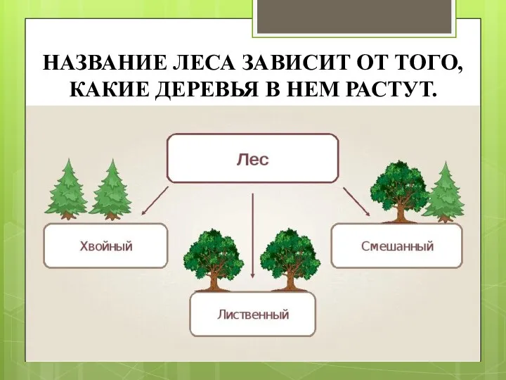 НАЗВАНИЕ ЛЕСА ЗАВИСИТ ОТ ТОГО, КАКИЕ ДЕРЕВЬЯ В НЕМ РАСТУТ.