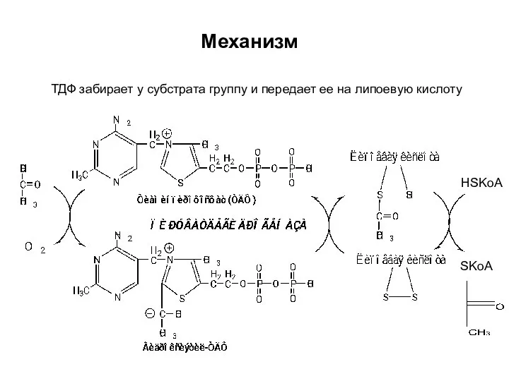 HSKoA SKoA ТДФ забирает у субстрата группу и передает ее на липоевую кислоту Механизм