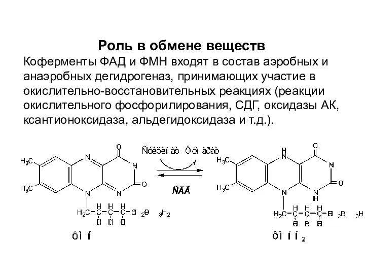 Роль в обмене веществ Коферменты ФАД и ФМН входят в состав