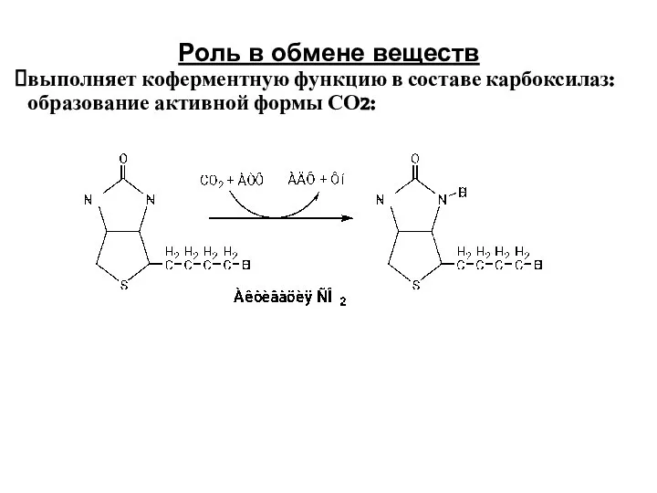 Роль в обмене веществ выполняет коферментную функцию в составе карбоксилаз: образование активной формы СО2:
