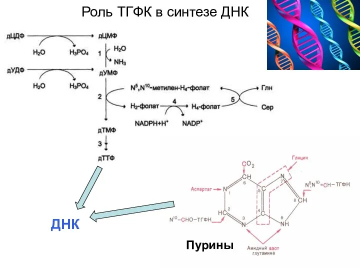 Роль ТГФК в синтезе ДНК ДНК Пурины