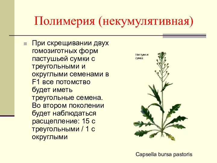 Полимерия (некумулятивная) При скрещивании двух гомозиготных форм пастушьей сумки с треугольными