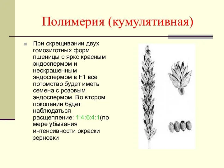 Полимерия (кумулятивная) При скрещивании двух гомозиготных форм пшеницы с ярко красным