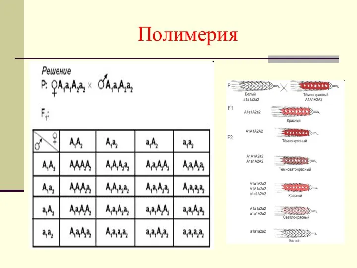 Полимерия