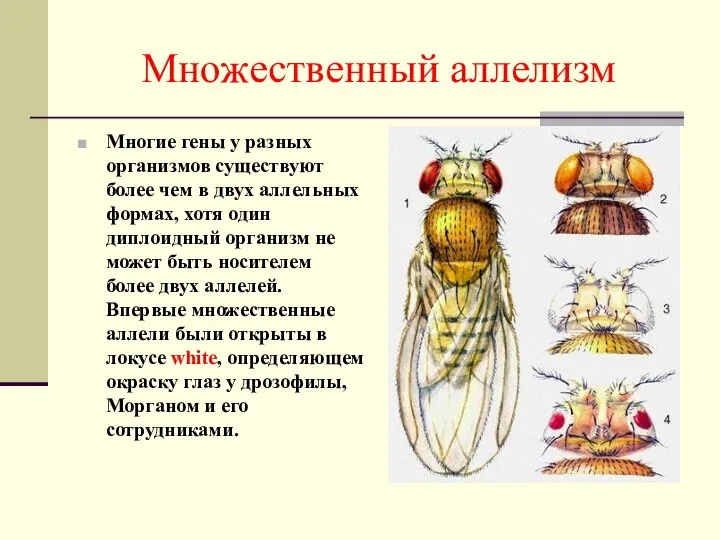 Множественный аллелизм Многие гены у разных организмов существуют более чем в