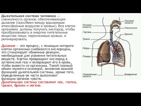 Дыхательная система человека — совокупность органов, обеспечивающих дыхание (газообмен между вдыхаемым